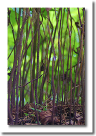 DAPACU LIVING forests